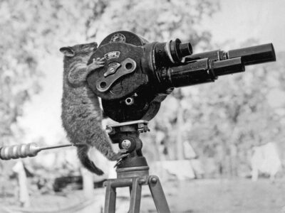 Untitled (to recognise: “Possum with camera”)
Harold George Dick, Untitled, Australia: Northern Territory, 13 August 1943. Source: Australian War Memorial. From “Shifters” by Marta Bogdańska